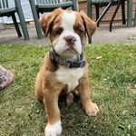 Profile Picture of Bentley Gilbert (@bentley_the_mammut) on Instagram