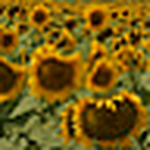 Julia Delligatti - Flickr Profile Picture of Julia Delligatti (@julia delligatti) on Flickr