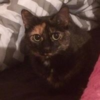 Profile Picture of Victoria Matzulis (@victoria-matzulis) on Quora