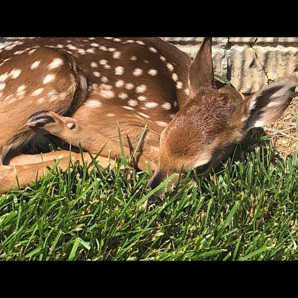 Profile Picture of Deb Verdier (@jjaws12) on Poshmark