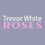 Profile Picture of Trevor White Roses (@trevorwhiteroses) on Instagram