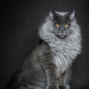 Profile Picture of Tomasz Misiewicz (@tomaszmisiewiczfm) on Youtube