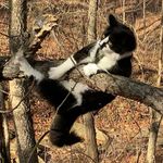 Profile Picture of Frost Lee Robert (@thekittyfrost) on Instagram