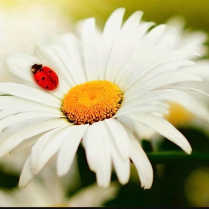 Profile Picture of robinlage3 (@robinlage3) on Tiktok