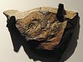 Profile Picture of Kepplerites - Wikipedia, the free encyclopediaon Wikipedia