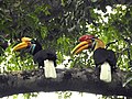 Profile Picture of Knobbed hornbillon Wikipedia