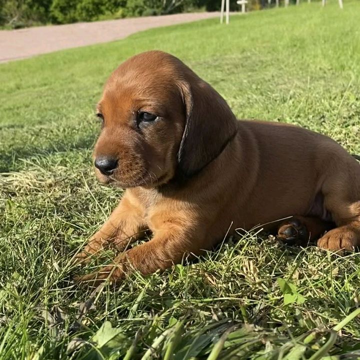 Profile Picture of chasseurs et agriculteur 💖🥰✌ (@paulkupper) on Tiktok