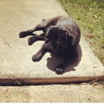 Profile Picture of ❤️Buddy & Brody ❤️ (@budpuglucero) on Instagram