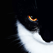 Profile Picture of Kevin Carroll (@kevincarroll5995) on Youtube