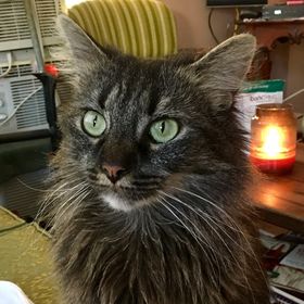 Profile Picture of Ron Valentine (@treebeard214) on Pinterest