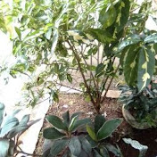 Profile Picture of Dave Graham (@davegraham2845) on Youtube