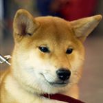 Profile Picture of Дмитрий & Таня, Shiba kennel (@asagiri_umare_kennel) on Instagram