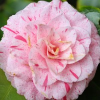 Profile Picture of Jenna Rones (@jenna-rones) on Quora