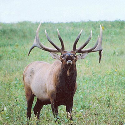 Profile Picture of Randy Hunter (@elktrips) on Twitter