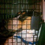 Profile Picture of ondyak_pups (@ondyak_pups) on Instagram