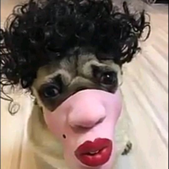 el guango - Tiktok Profile Picture of el guango (@carlitamarin_) on Tiktok