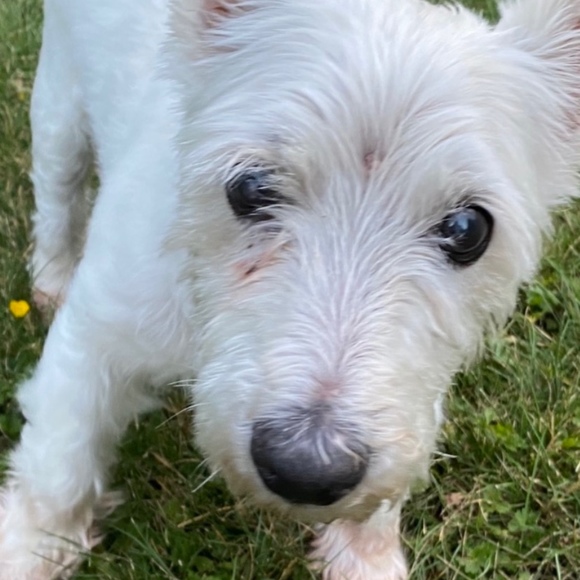 Profile Picture of Sharon Yip (@nola88) on Poshmark