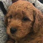 Profile Picture of Lise Ouellette (@lise.ouellette.904) on Instagram