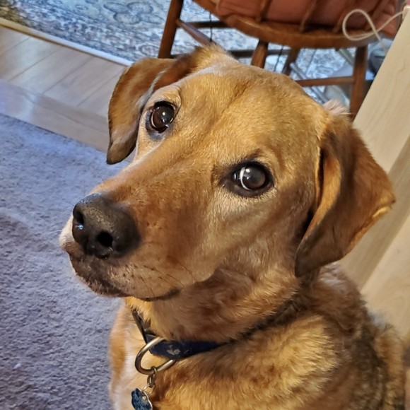 Profile Picture of Beth Reilly (@nutmeg6) on Poshmark