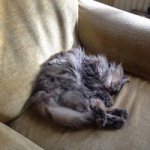 Profile Picture of Avril Clark (@knittingquine) on Instagram