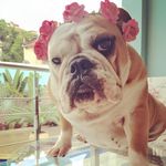 Profile Picture of Charlotte 👑 -Bulldog (@charlottebarroca) on Instagram