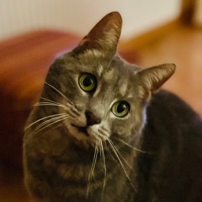 Profile Picture of M_Paul_Muscat (@MPaulMuscat) on Twitter