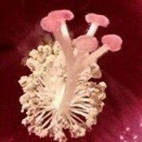 Profile Picture of Laurie Jarvis (@laurie-jarvis-3) on Quora