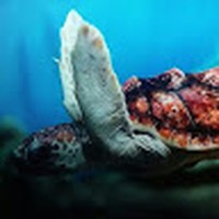 Profile Picture of Lisa Ament (@lisa-ament-4) on Quora