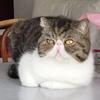 Profile Picture of dominiquescheller7 (@dominiquescheller7) on Tiktok
