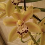 Profile Picture of JC Marshall (@jeanclaude.marechal.779) on Facebook