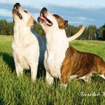 Profile Picture of Fillbert (@fillbertcarrypds) on Instagram