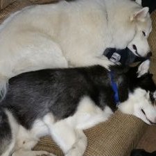 Profile Picture of Chris Utter (@UtterChris) on Twitter