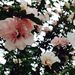 Profile Picture of Josephine Filey (@jojofiley) on Pinterest