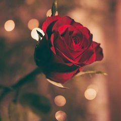 Profile Picture of pau (@paulatellaa) on Tiktok