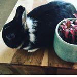 Louise - Instagram Profile Picture of Louise (@louiselapin) on Instagram