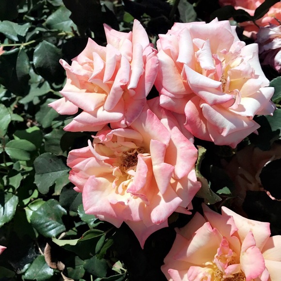 Profile Picture of Leeanna Mccullouch (@leeanna3) on Poshmark