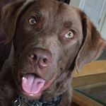 Profile Picture of Tim Corbin (@pontodog) on Instagram