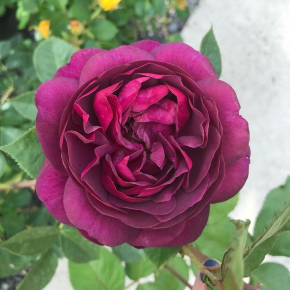 Profile Picture of Andy F (@af_10) on Poshmark