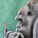 Profile Picture of Adam McKinlay (@scotchadam) on Pinterest