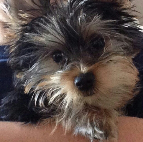 Profile Picture of Lori Brucculeri (@lollamatt) on Poshmark