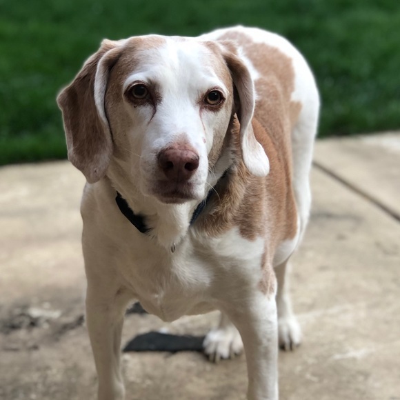 Profile Picture of Anthony Sarcinelli (@a_sarc) on Poshmark