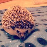 Profile Picture of Thomas Barratt (@tom_barratt37) on Instagram