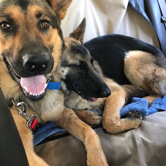 Profile Picture of Sam Cipperly (@samcipperly) on Poshmark