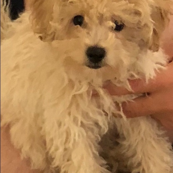 Marianna Fasano - Poshmark Profile Picture of Marianna Fasano (@mariannafasano) on Poshmark