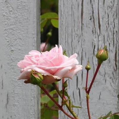 Profile Picture of ~غايتي الفردوس~ (@PaulaBrent4) on Twitter