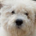 Profile Picture of Owner - @ellatoppel (@walterpuppy) on Instagram