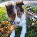 Profile Picture of Laska Matthews (@laskathesheltie) on Instagram