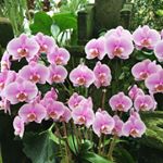 Profile Photo of Orchids By Karen Gallery (@orchidsbykarengallery) on Instagram