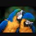 Profile Picture of Francesco Triolo (@francesco.triolo.752) on Facebook