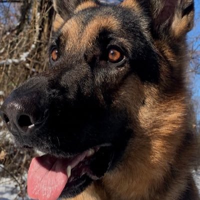 Profile Picture of Tyler Mooney (@tyler_mooney) on Twitter
